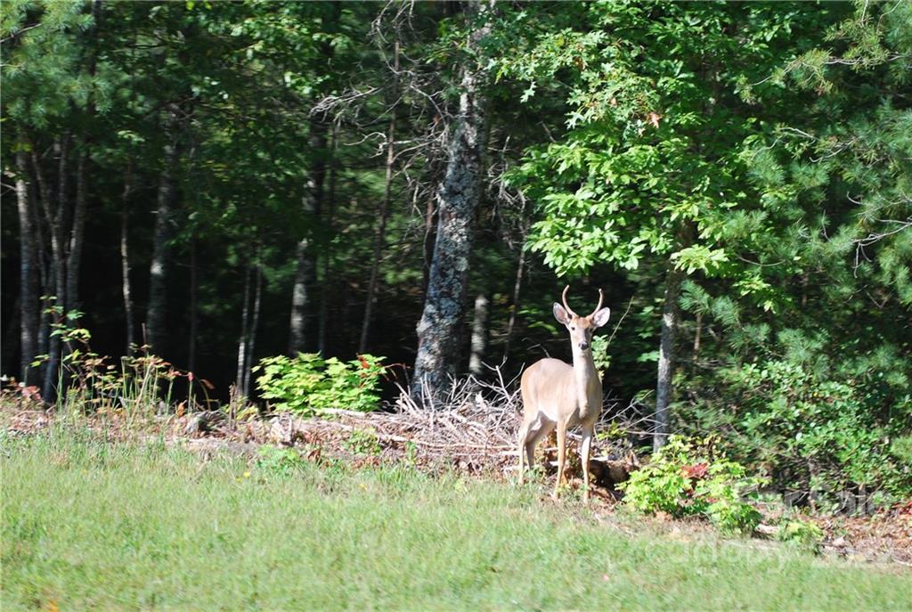 The Arbor at Lake James - Land