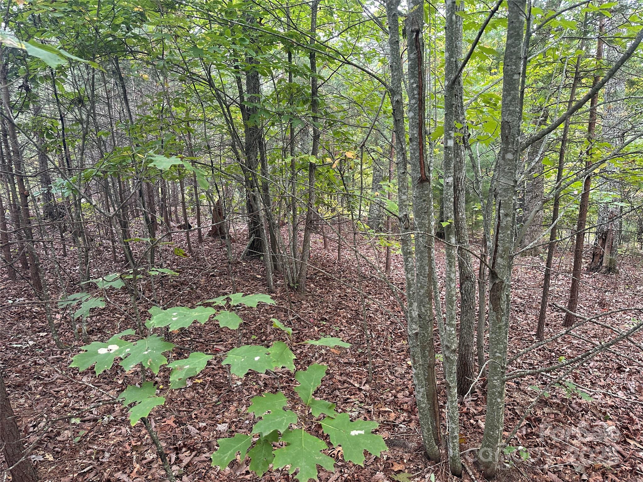 333 Mossy Oak Trail 164