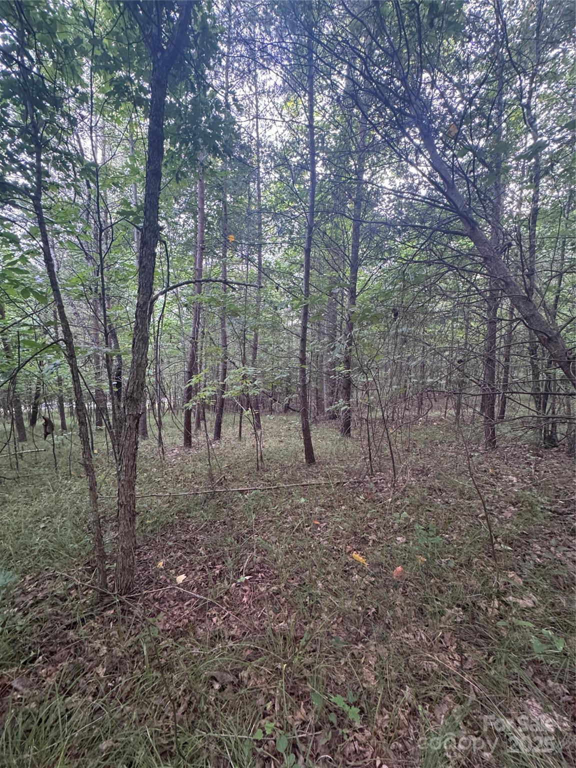 Clearwater Creek - Land