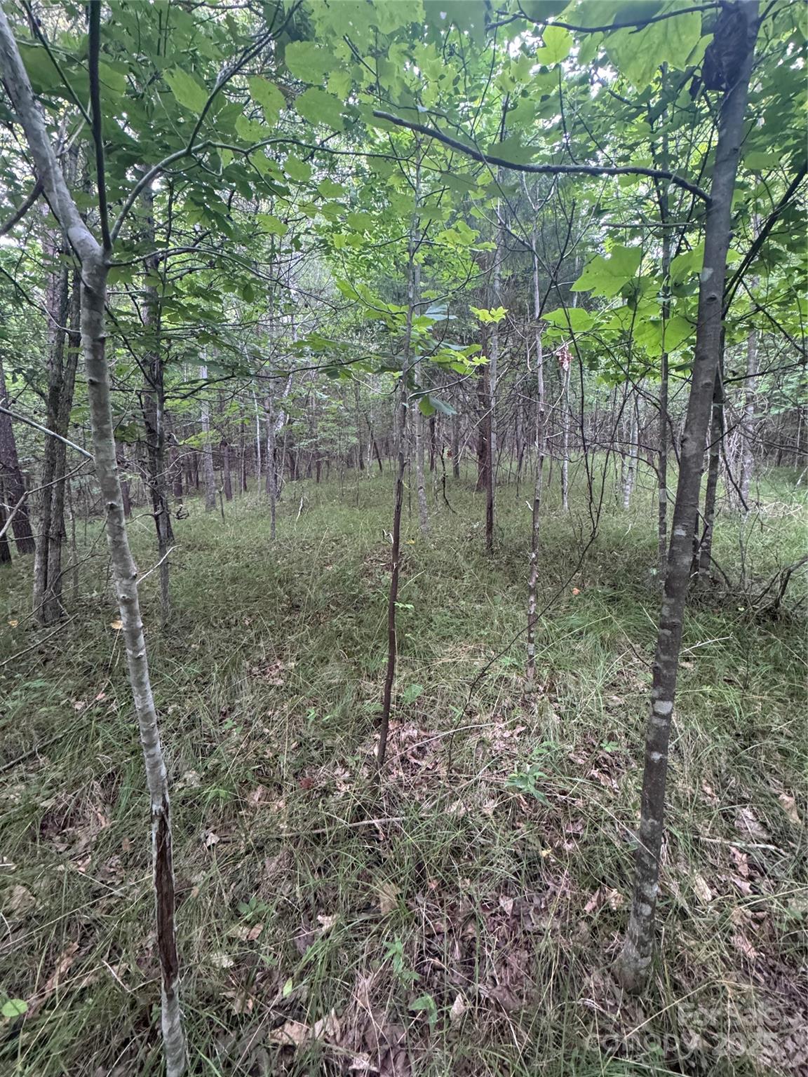 Clearwater Creek - Land