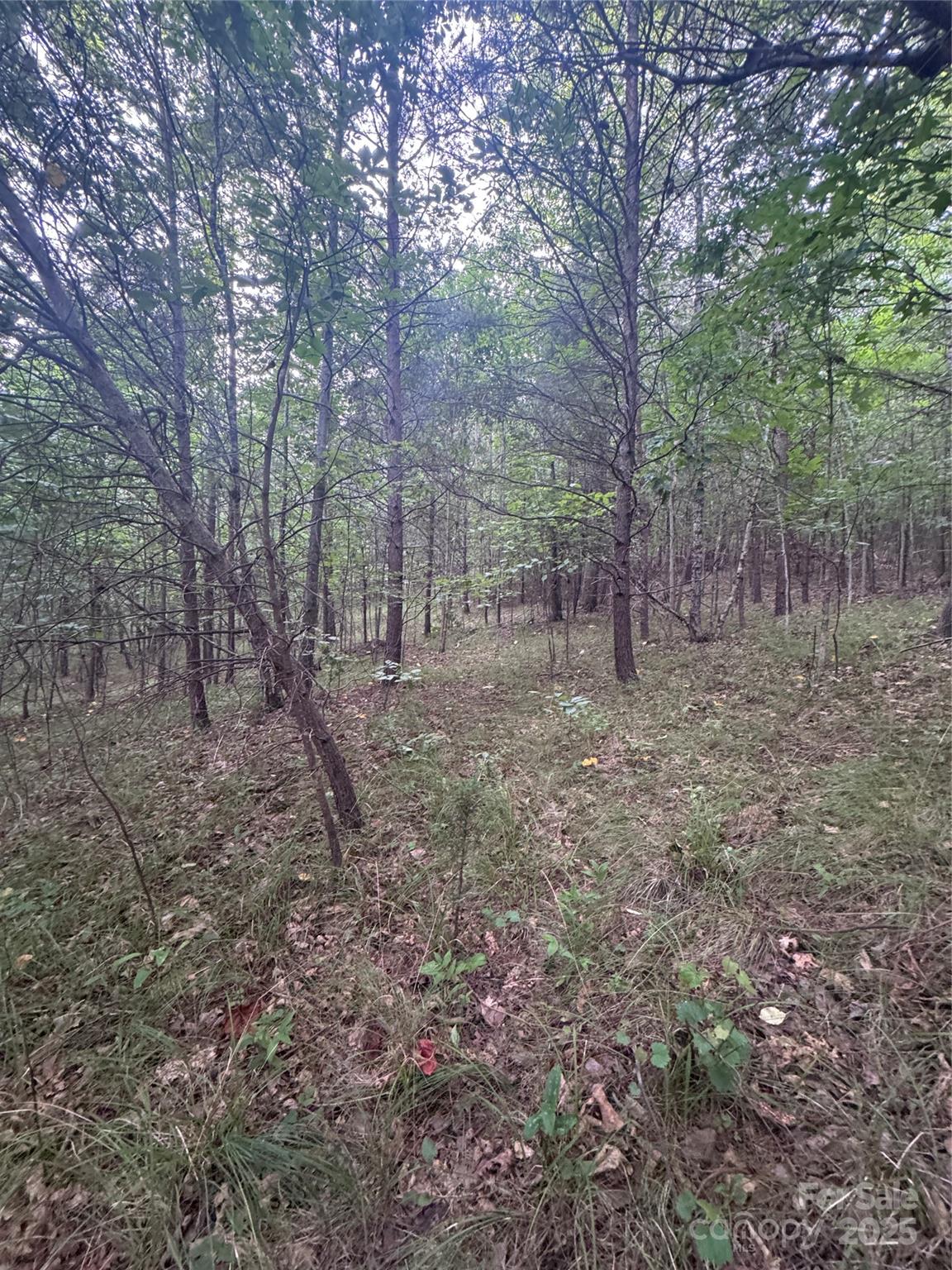 Clearwater Creek - Land