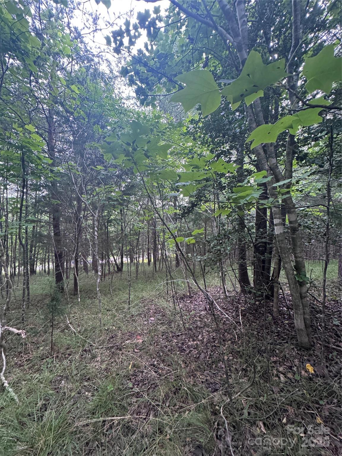 Clearwater Creek - Land