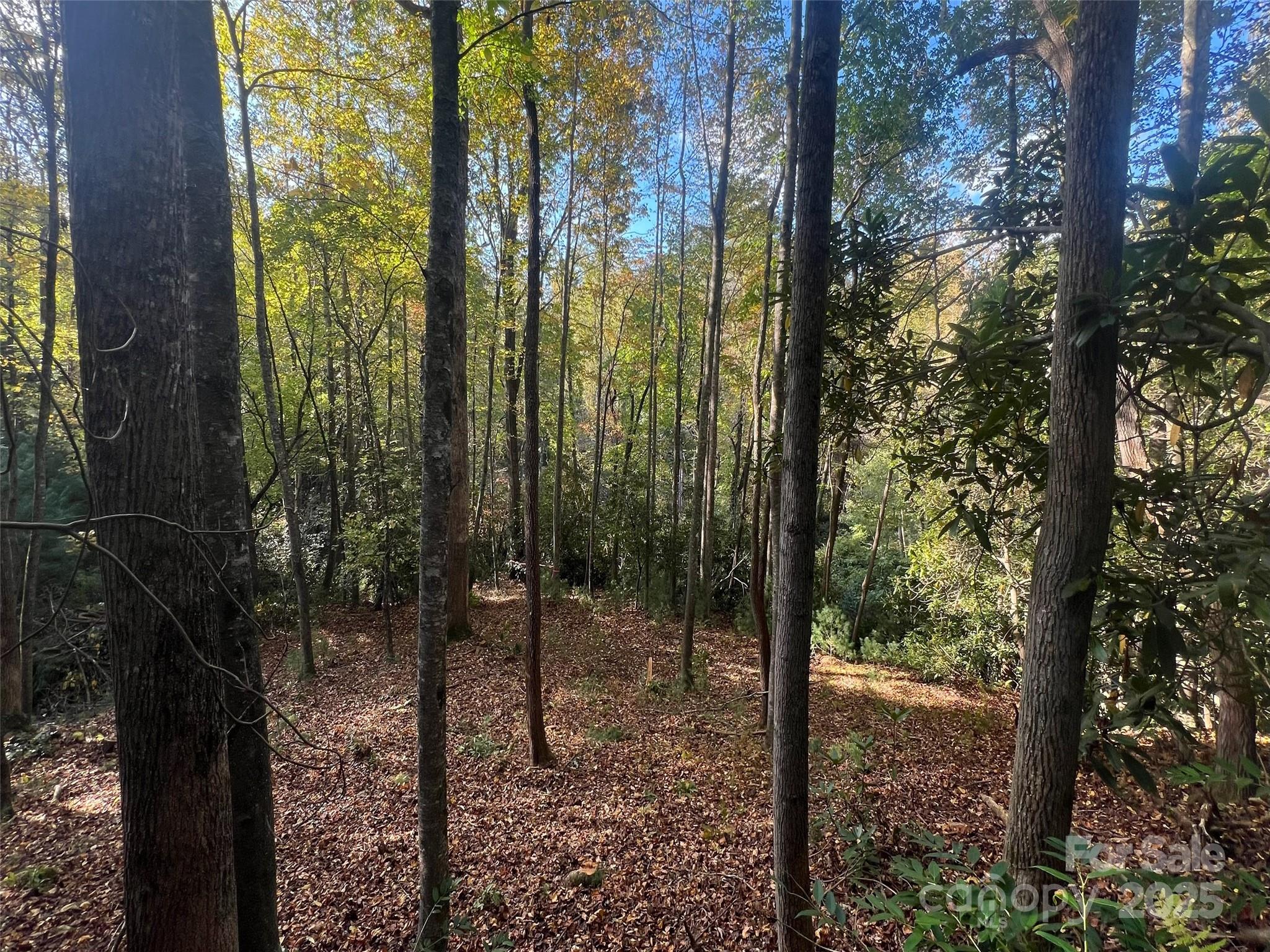 6 Dividing Ridge Trail 01