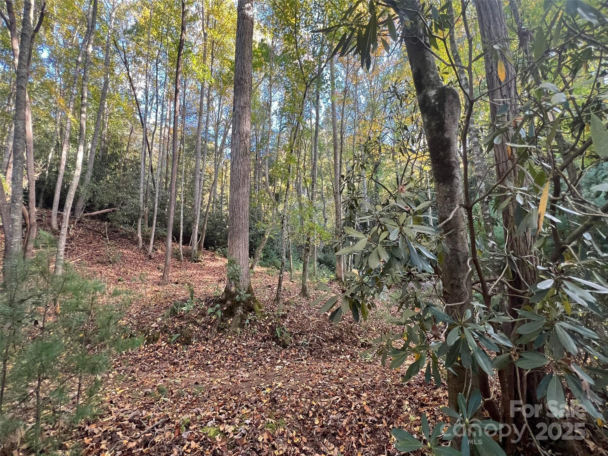 6 Dividing Ridge Trail 01