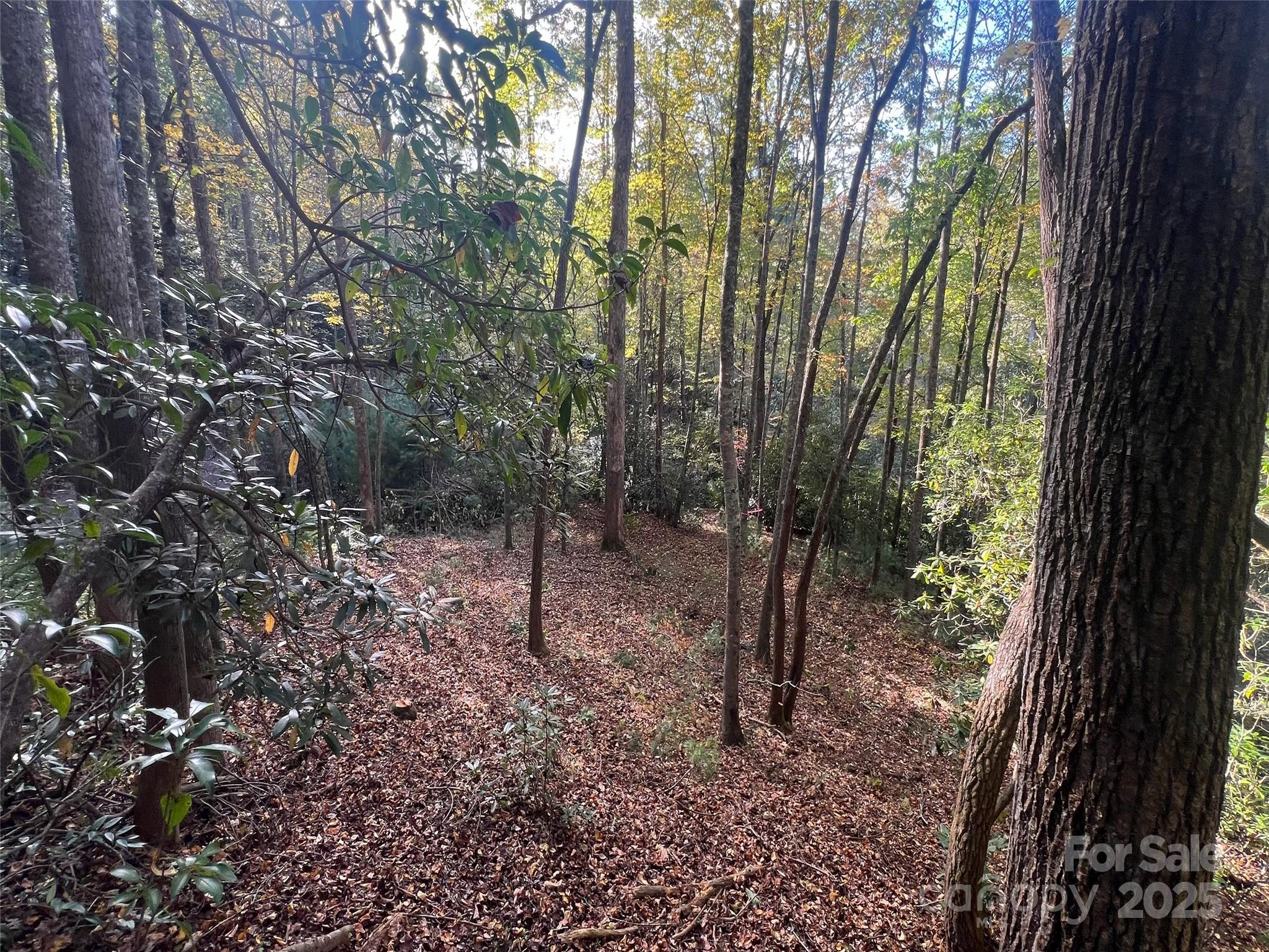 6 Dividing Ridge Trail 01