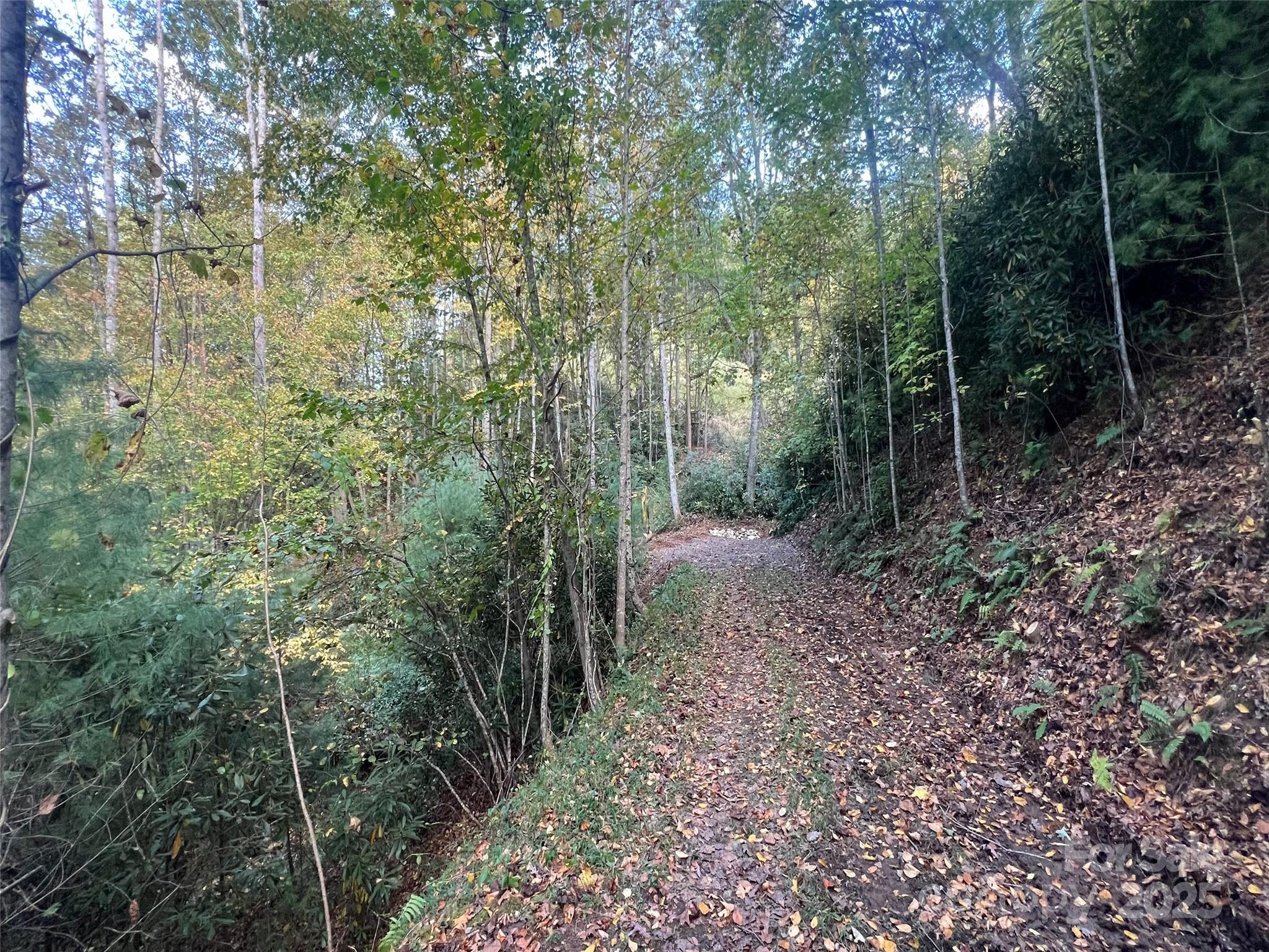 6 Dividing Ridge Trail 01