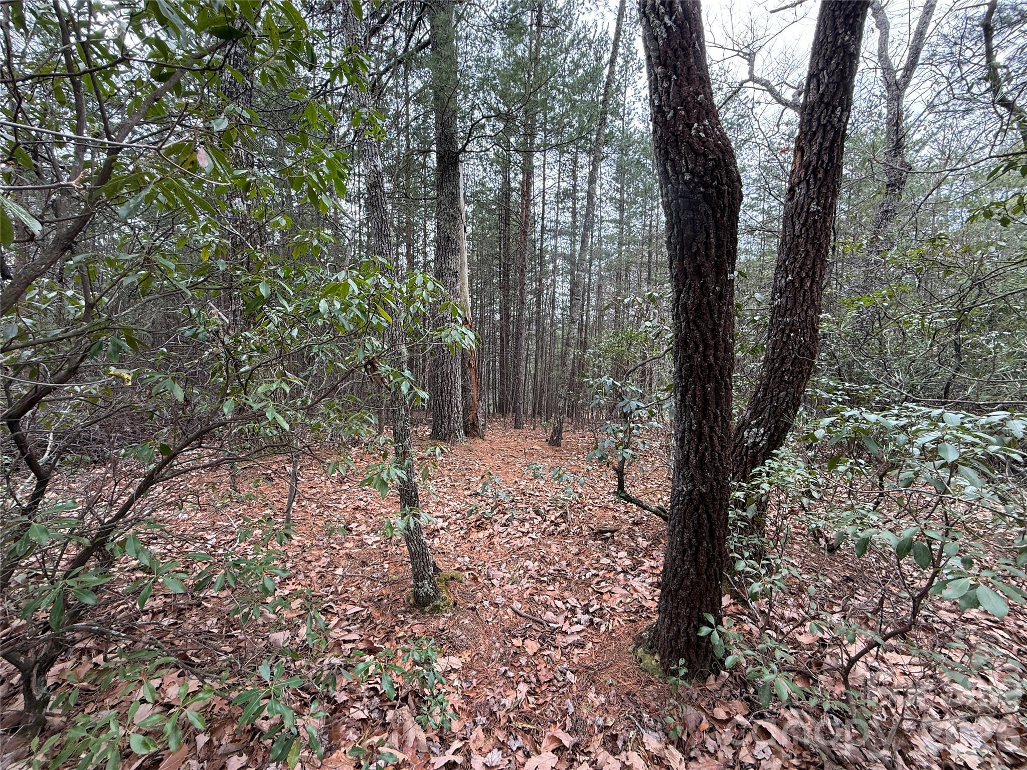 Buck Mountain - Land