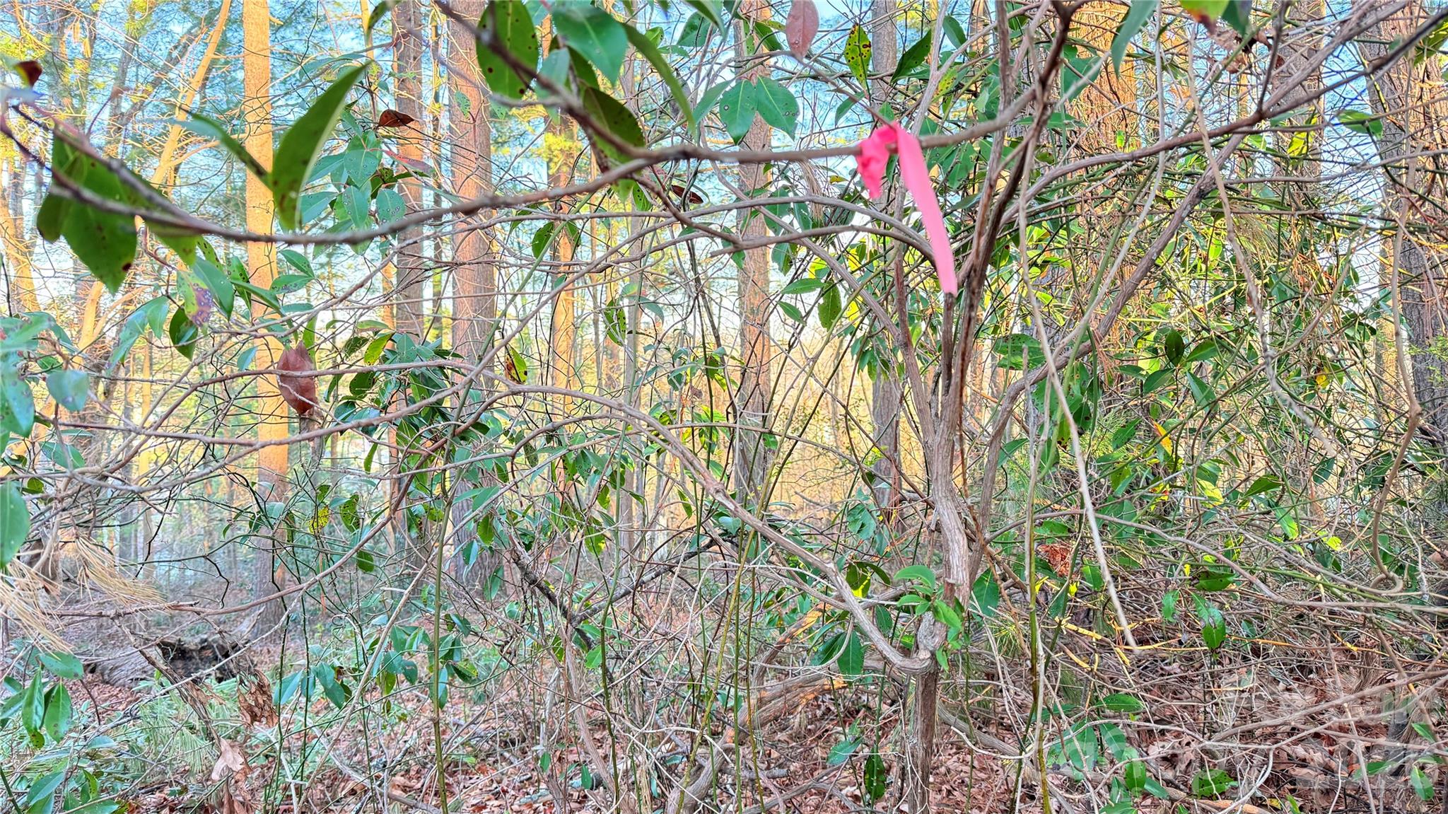 Toms Hill Park - Land