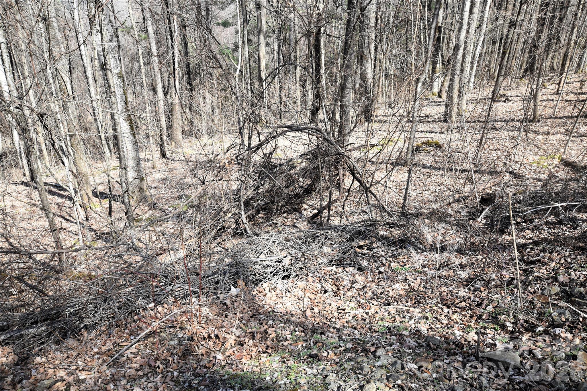 000 Curry Comb Trail 513