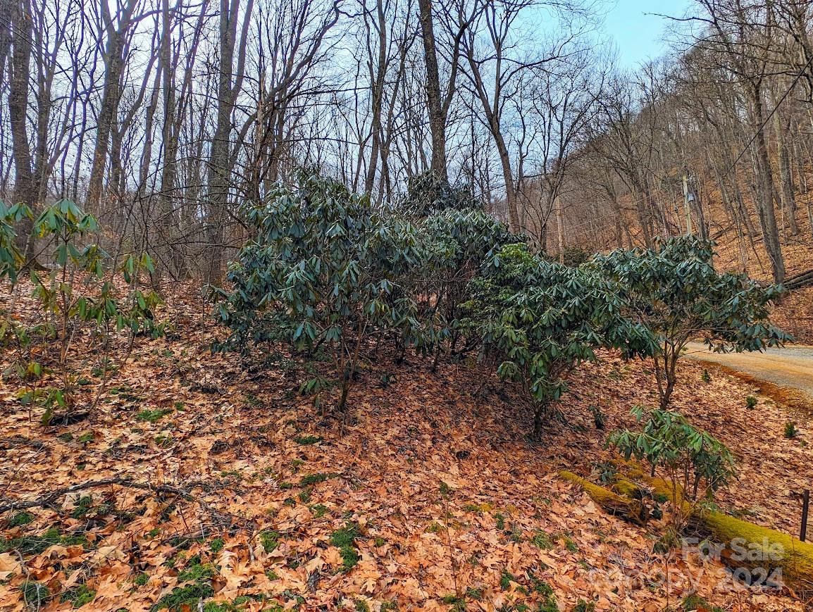 The Buncombe Cove - Land