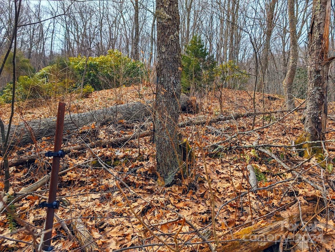 The Buncombe Cove - Land