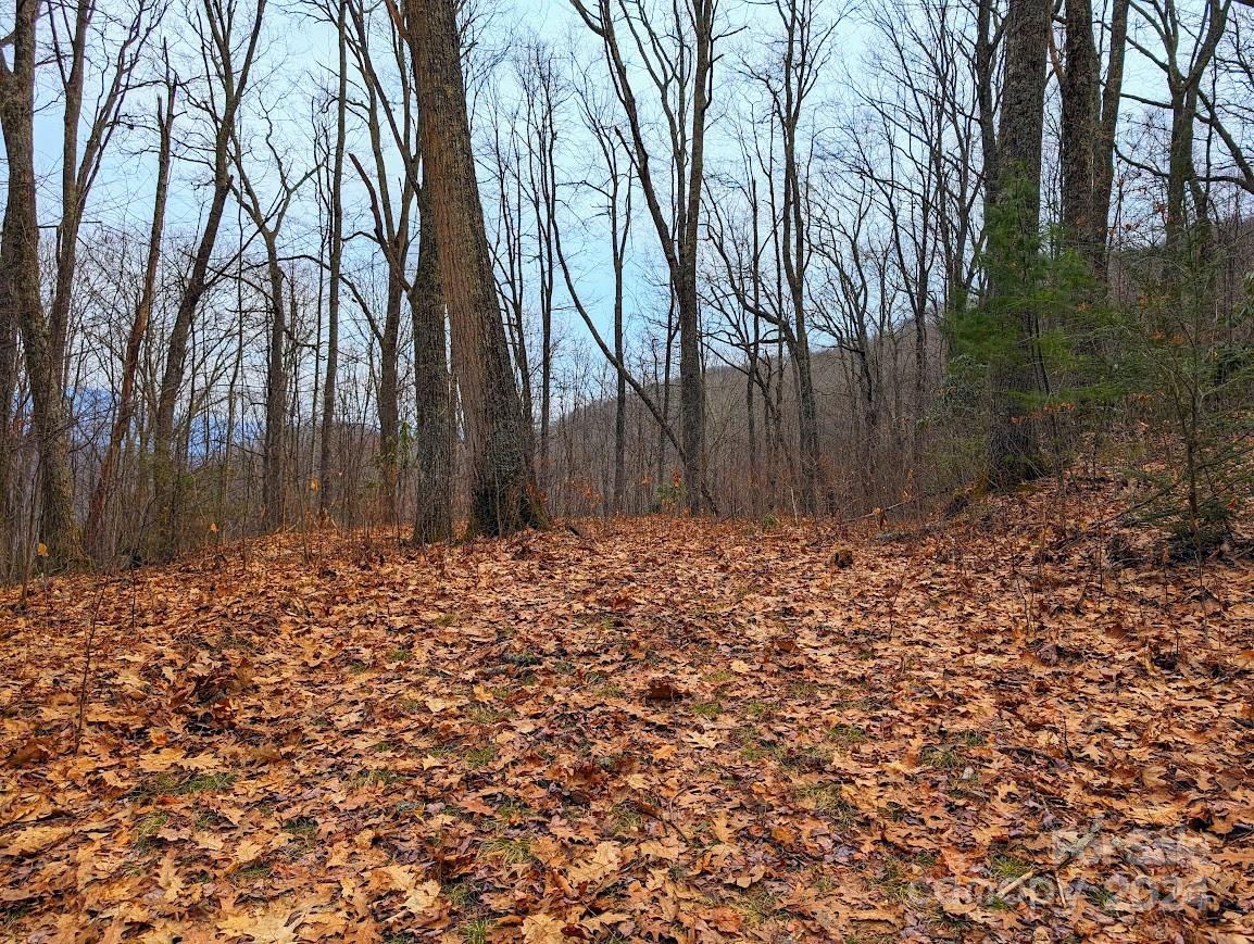 The Buncombe Cove - Land