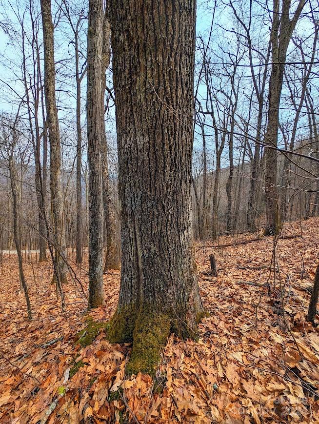 The Buncombe Cove - Land