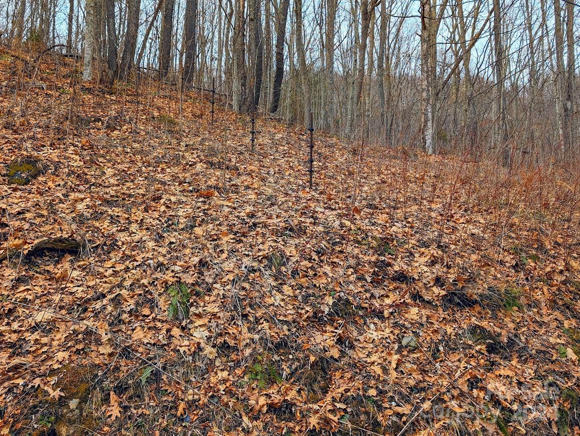 The Buncombe Cove - Land