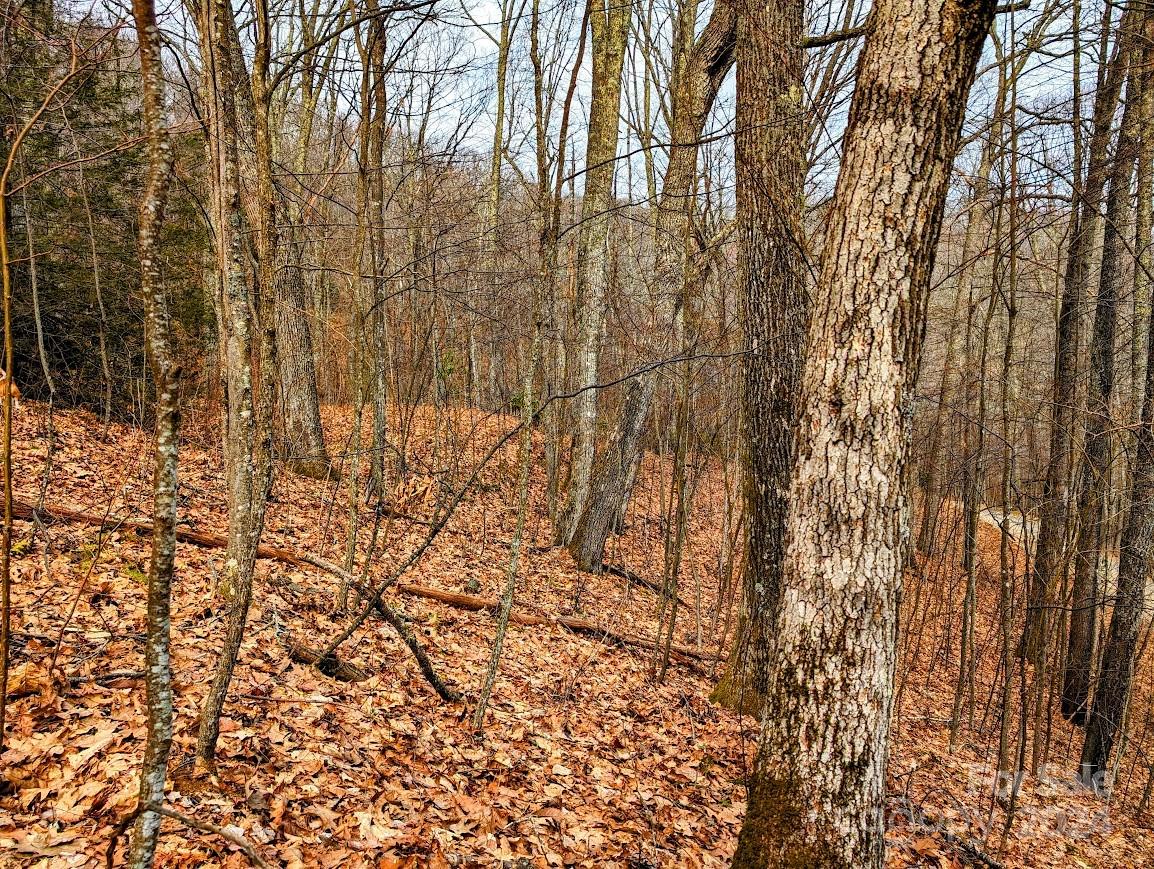 The Buncombe Cove - Land