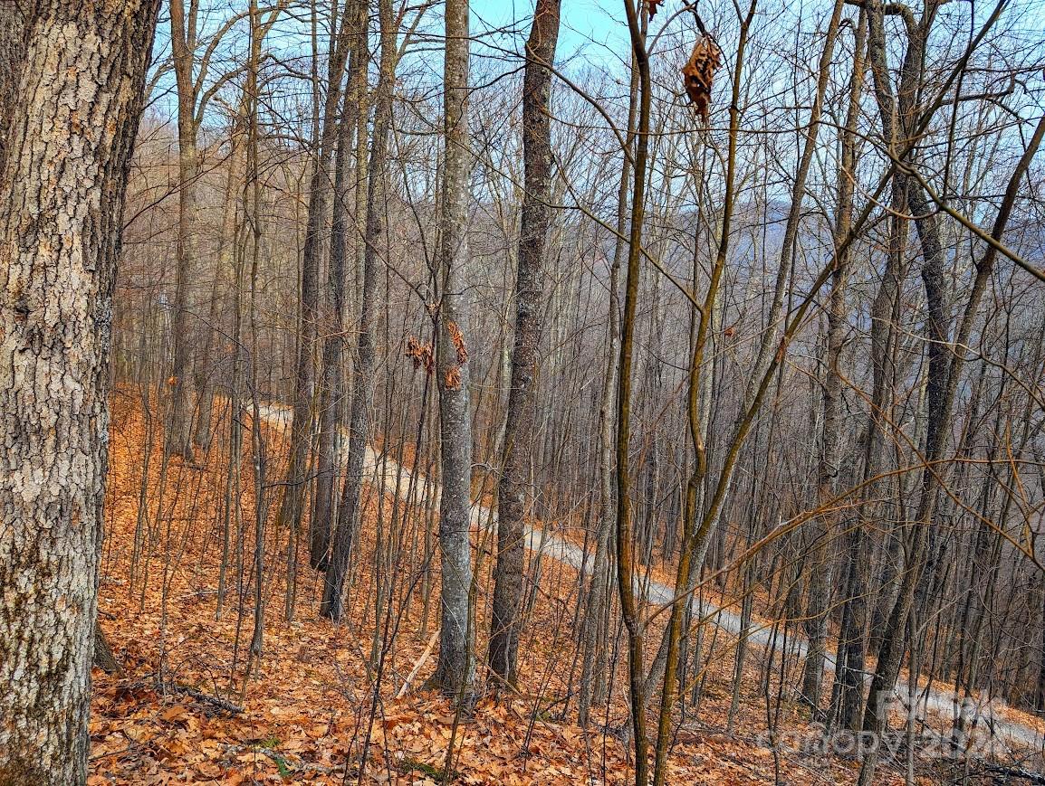 The Buncombe Cove - Land