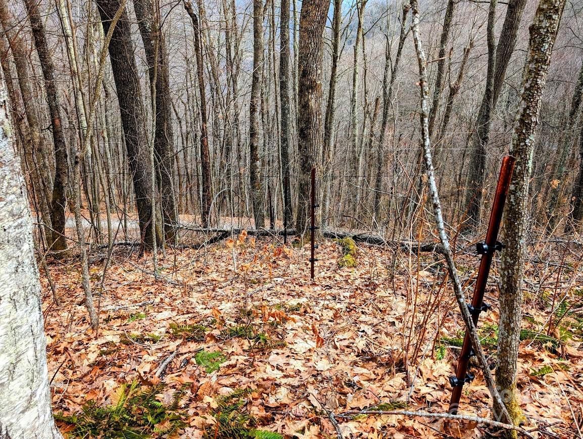 The Buncombe Cove - Land