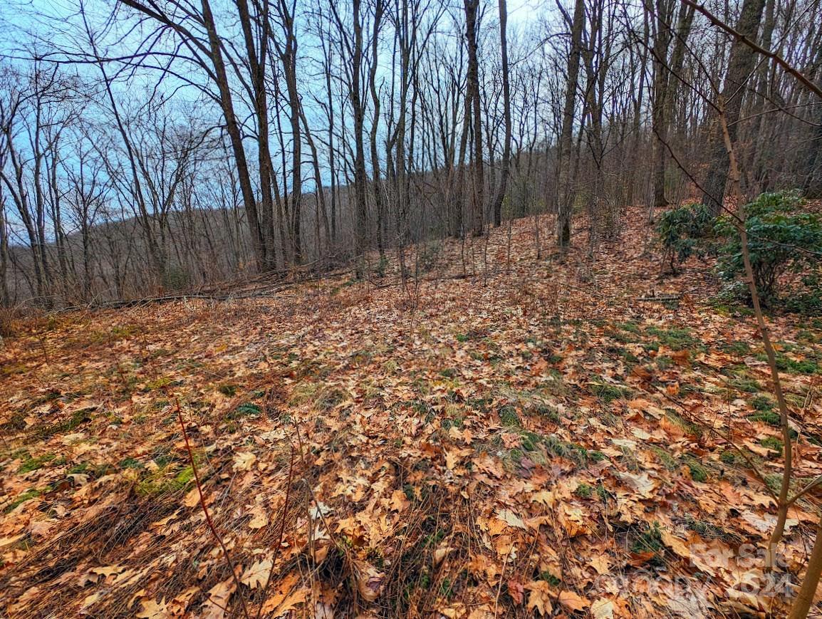 The Buncombe Cove - Land