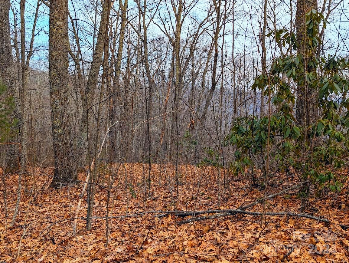 The Buncombe Cove - Land