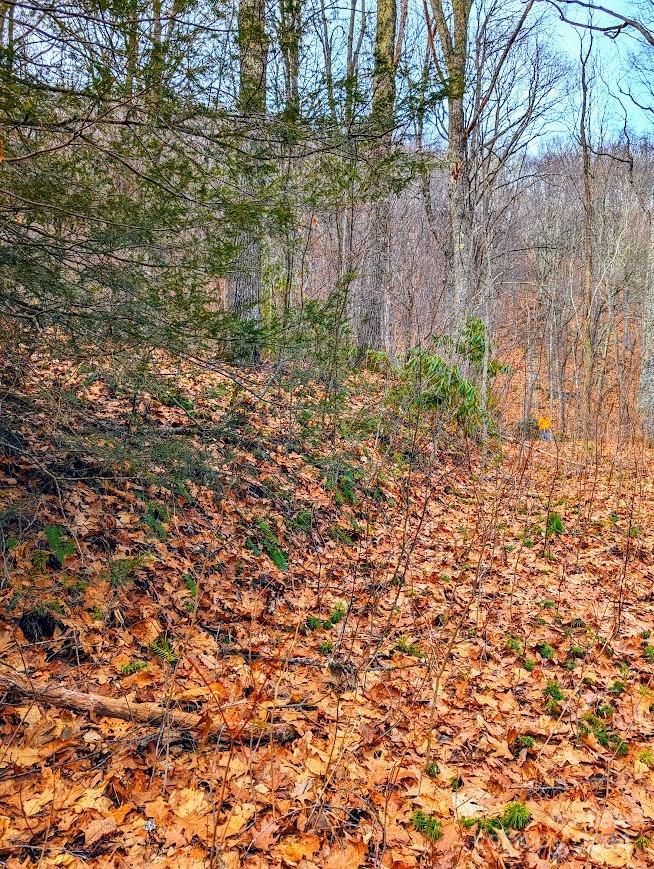 The Buncombe Cove - Land