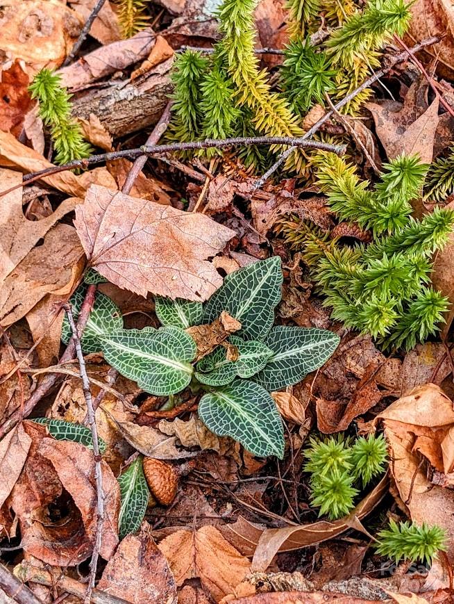 The Buncombe Cove - Land