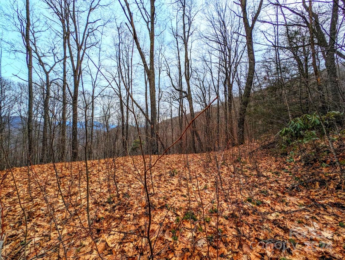 The Buncombe Cove - Land