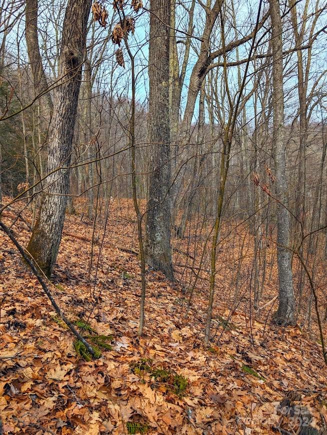 The Buncombe Cove - Land