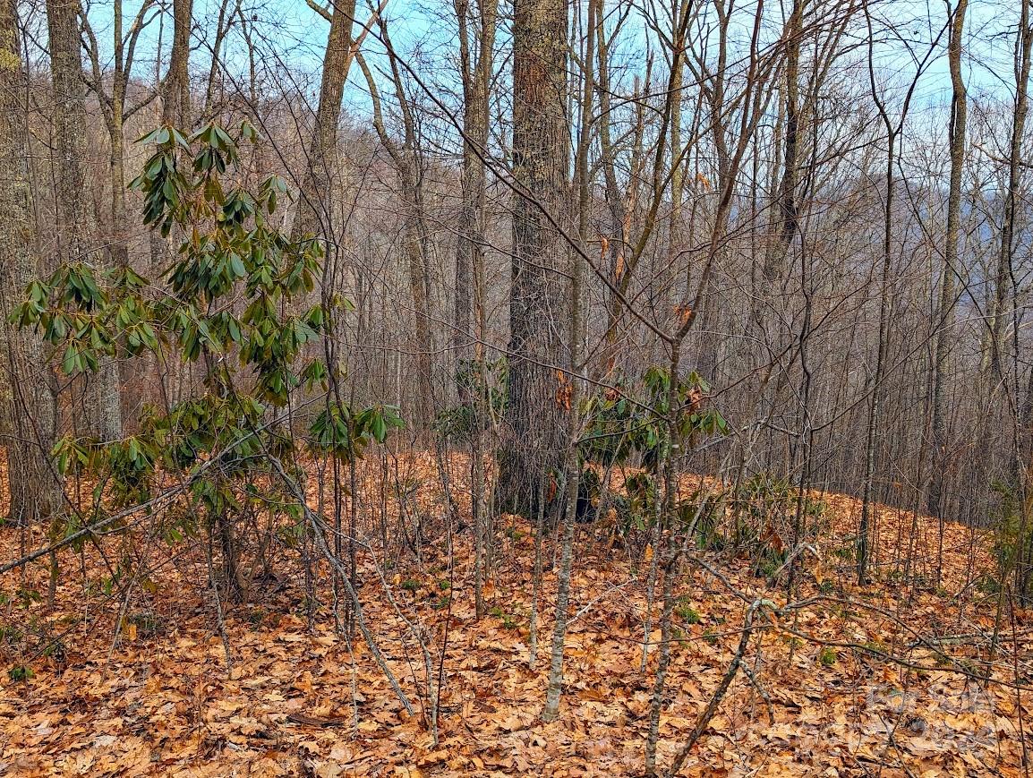 The Buncombe Cove - Land