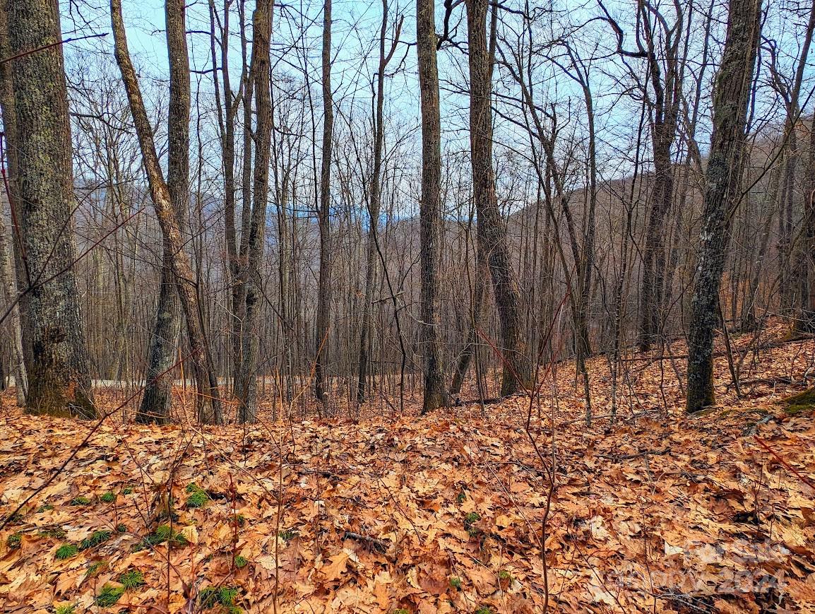 The Buncombe Cove - Land