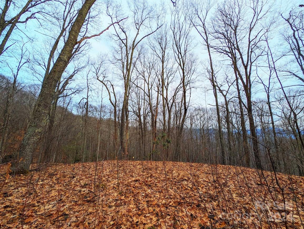 The Buncombe Cove - Land