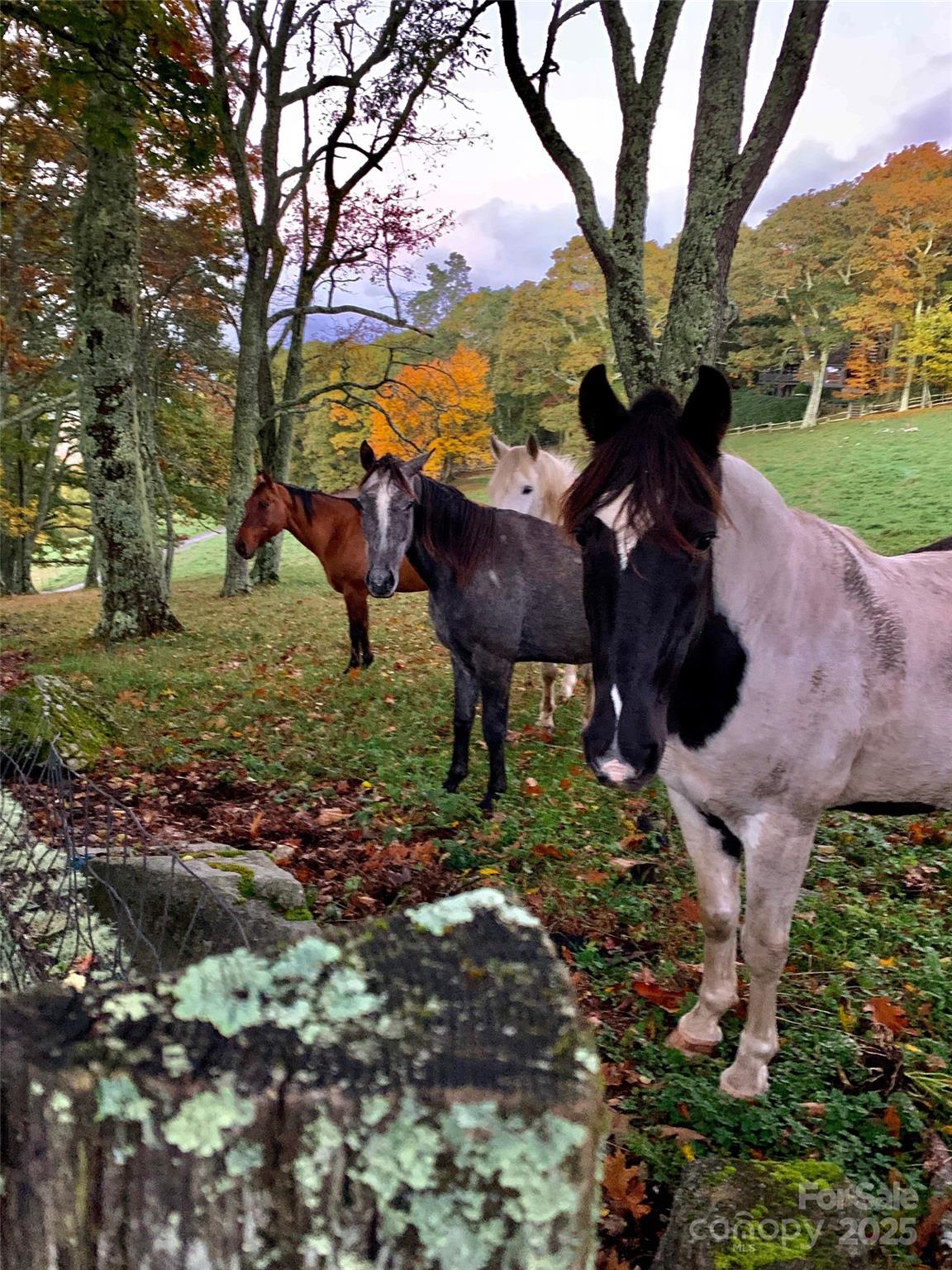 Cataloochee Ranch - Residential