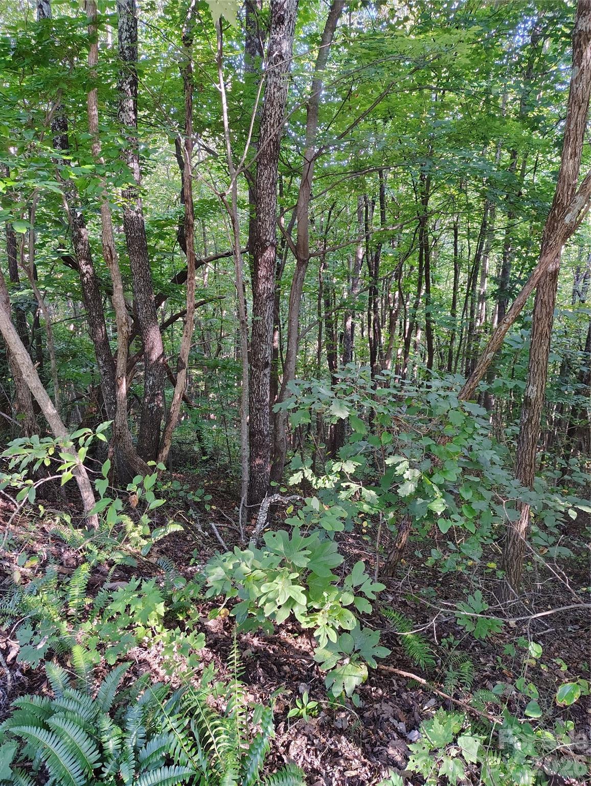 304 Feather Falls Trail 4