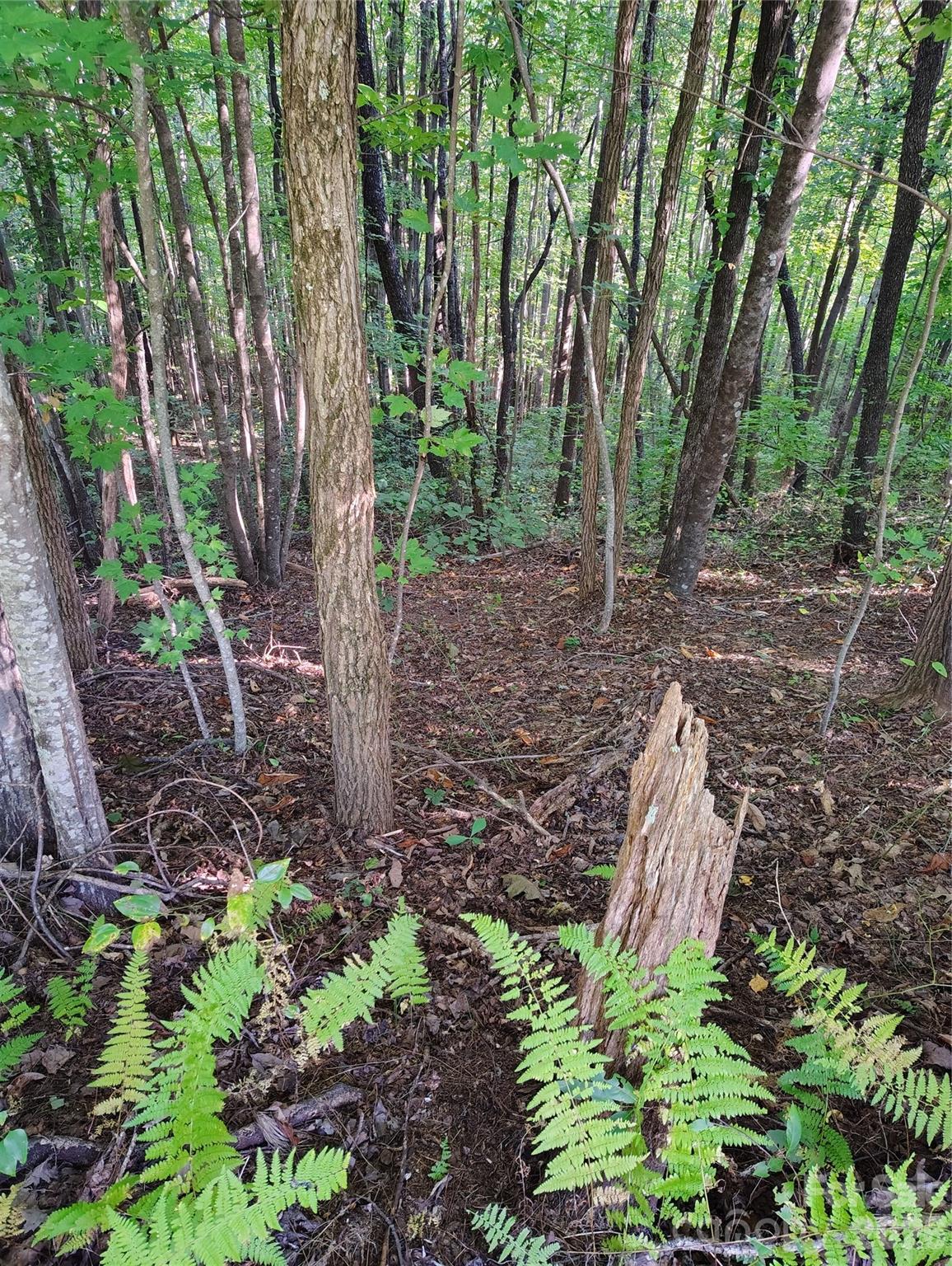 304 Feather Falls Trail 4