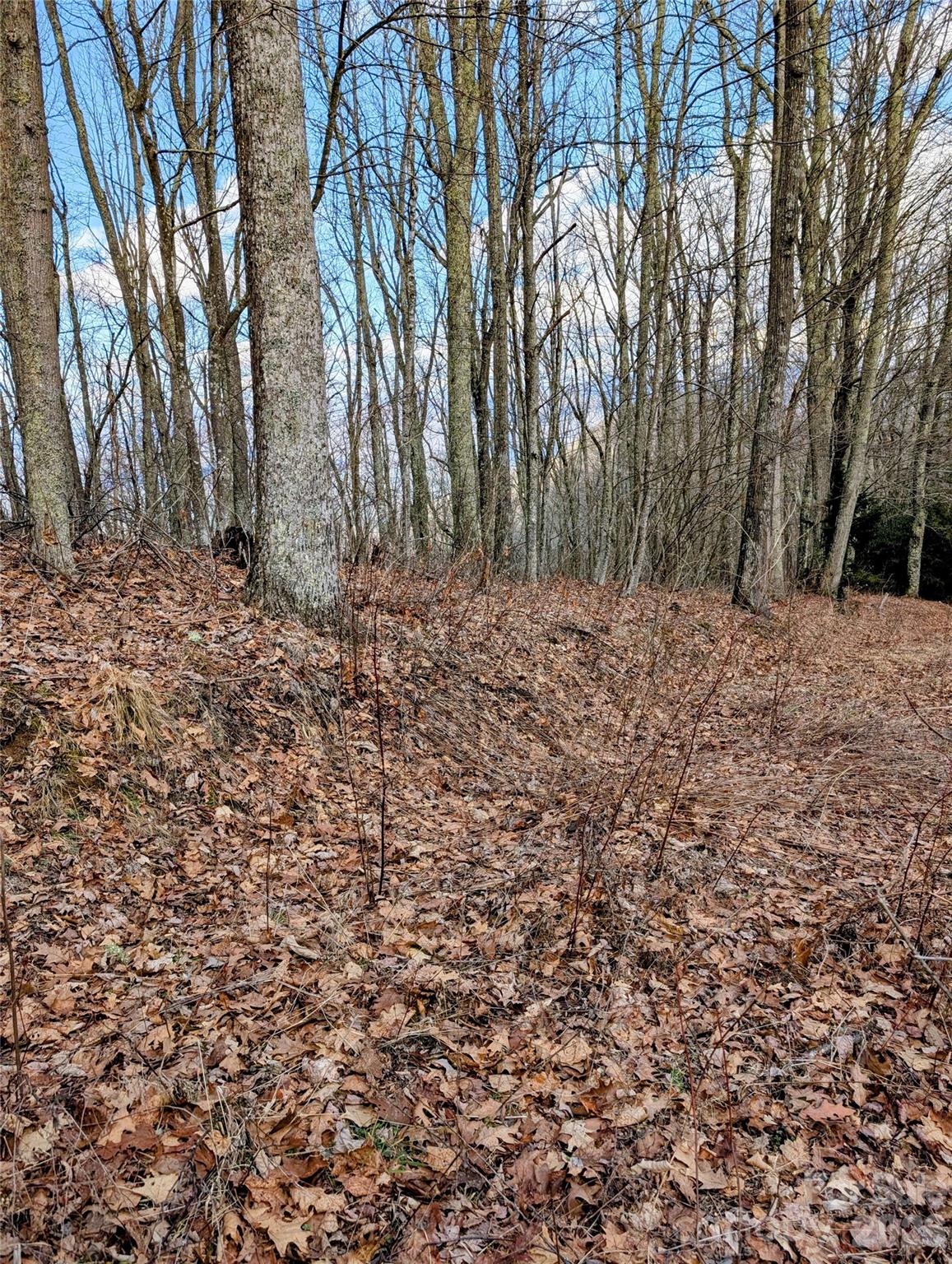 #49 Hazel Top Section, Teaberry Ridge Road