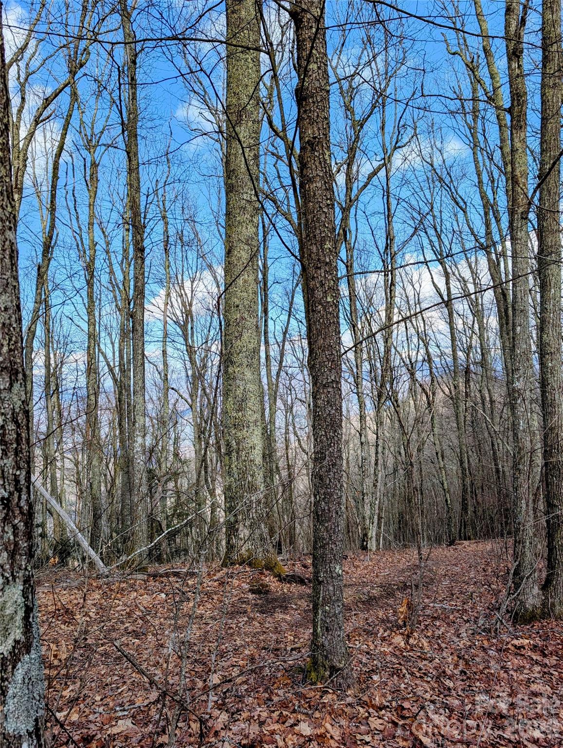 #49 Hazel Top Section, Teaberry Ridge Road