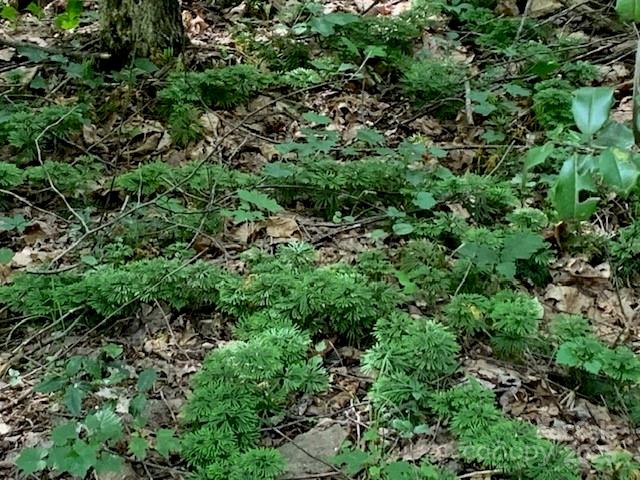 7.67 AC. HOLBERT COVE Road 7.67 AC.