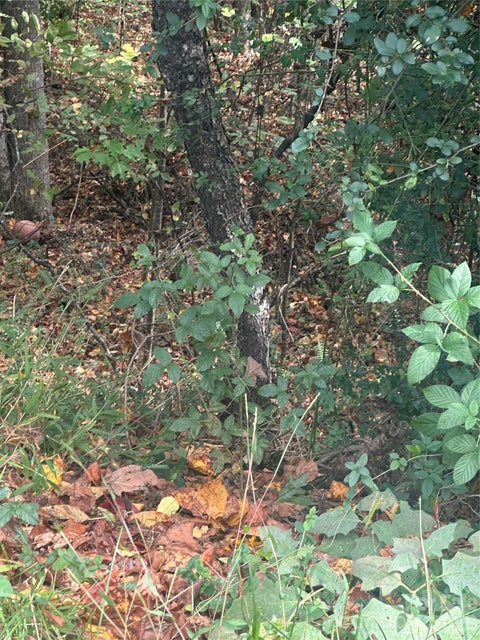 Photo of Lot 115 Parson Lane, North Wilkesboro, NC 28659 (MLS # 4436390)