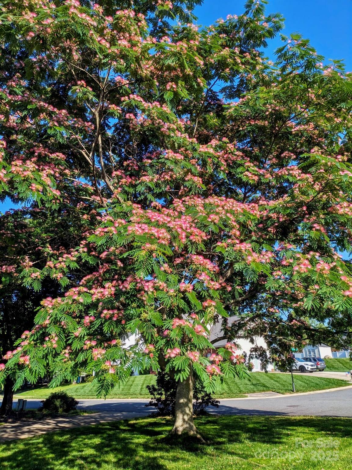 Whitegrove - Residential