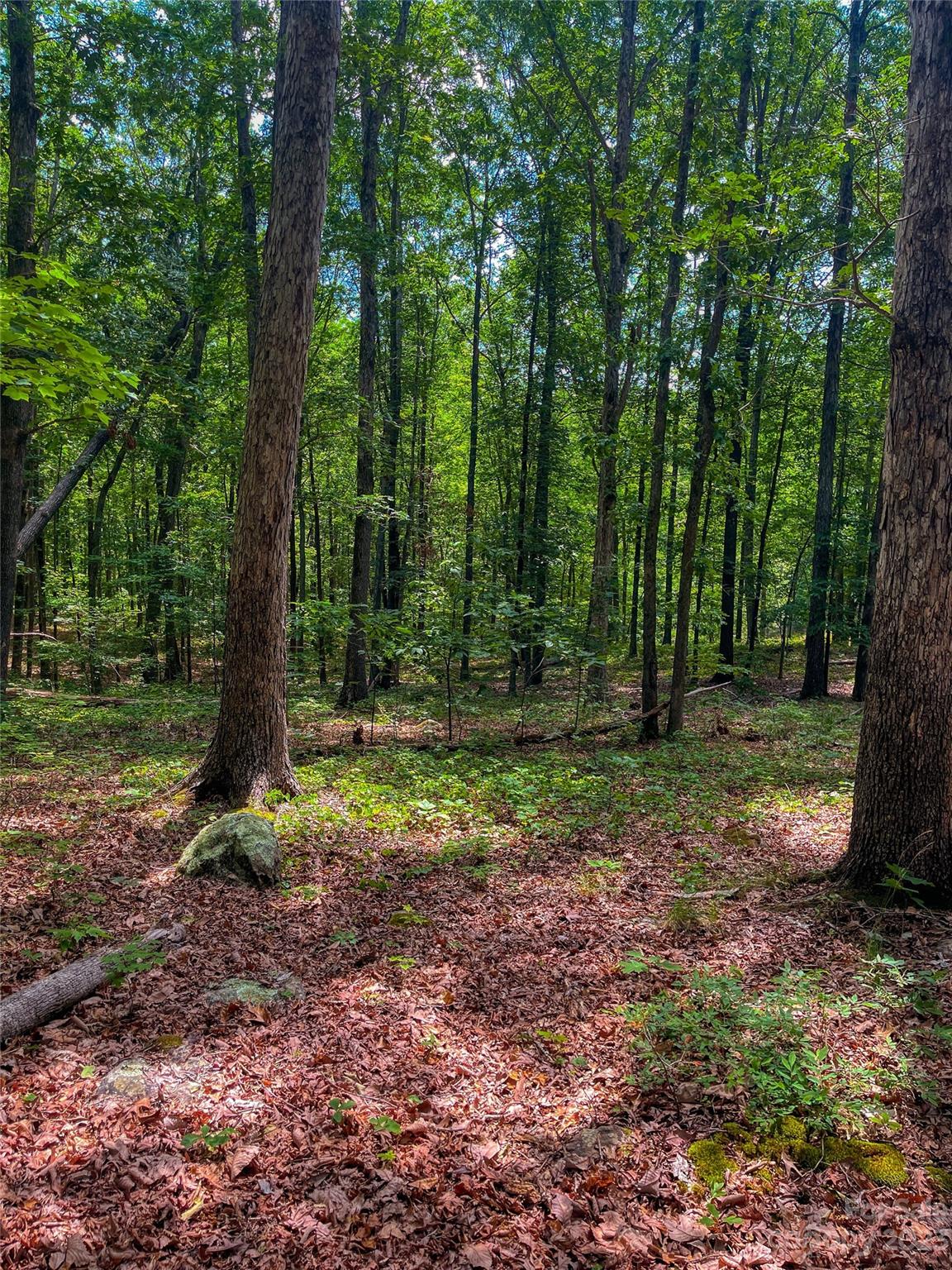 The Springs At High Rock - Land