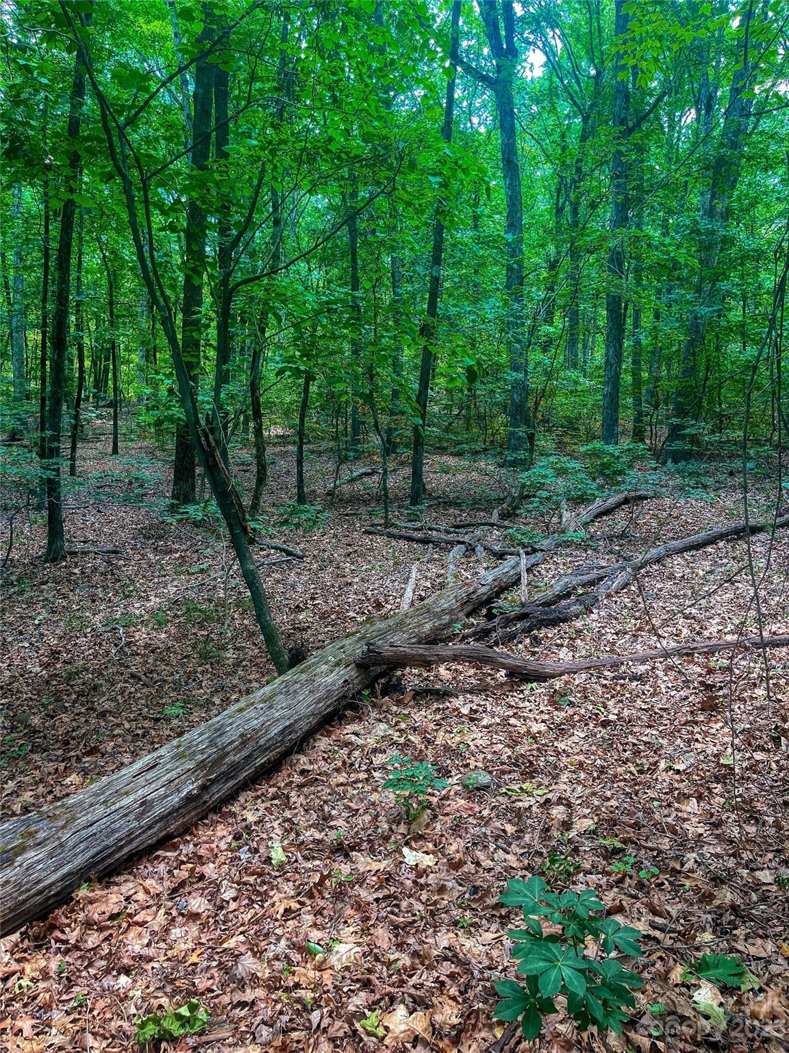 The Springs At High Rock - Land