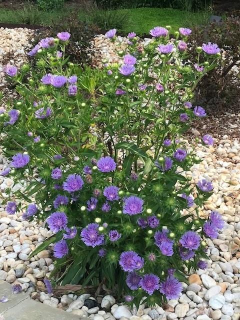 Woodside Park - Residential