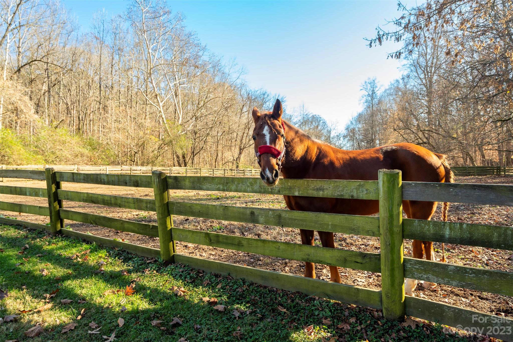 Runneymede - Residential