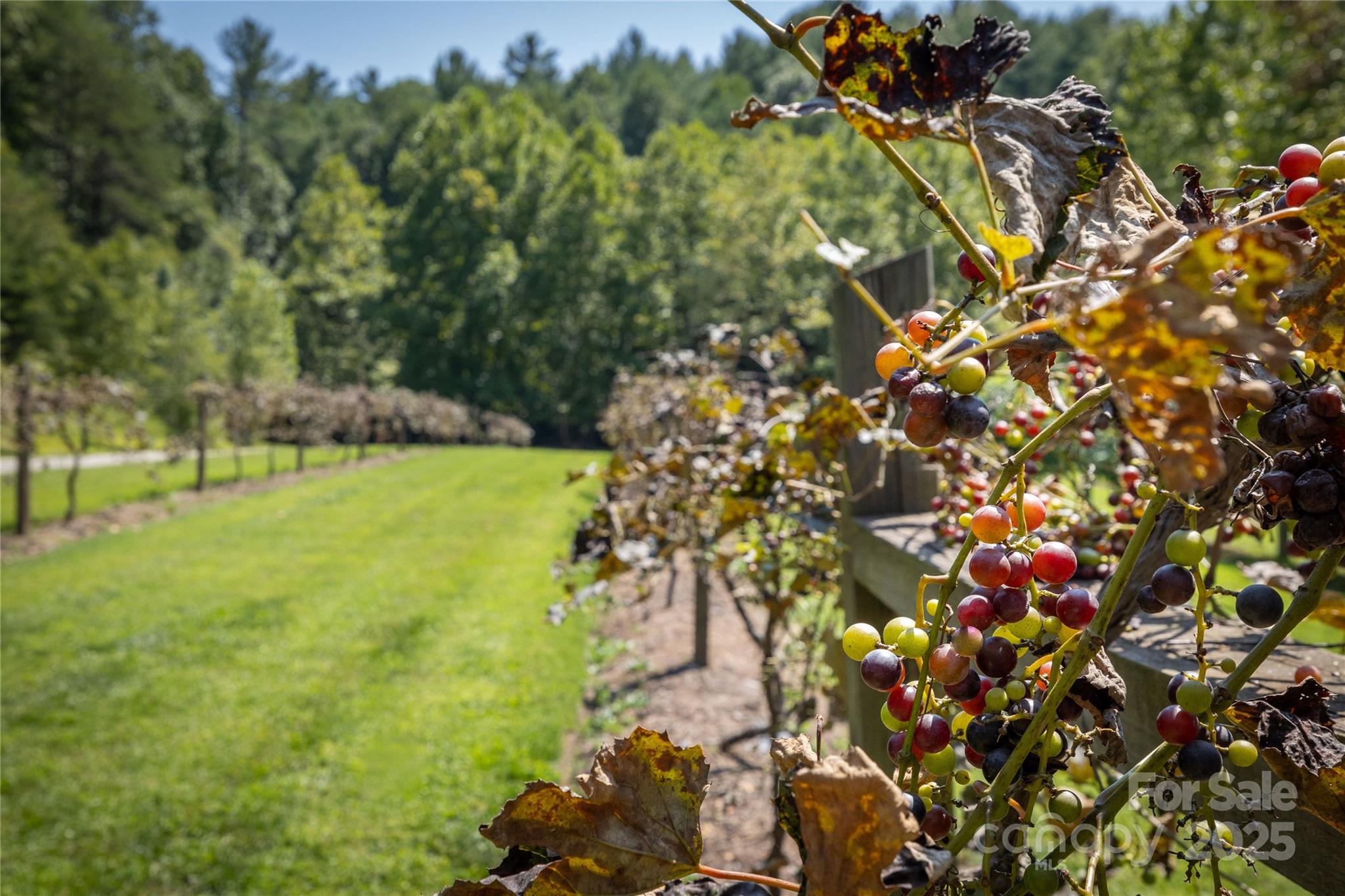 The Coves Mountain River Club - Land