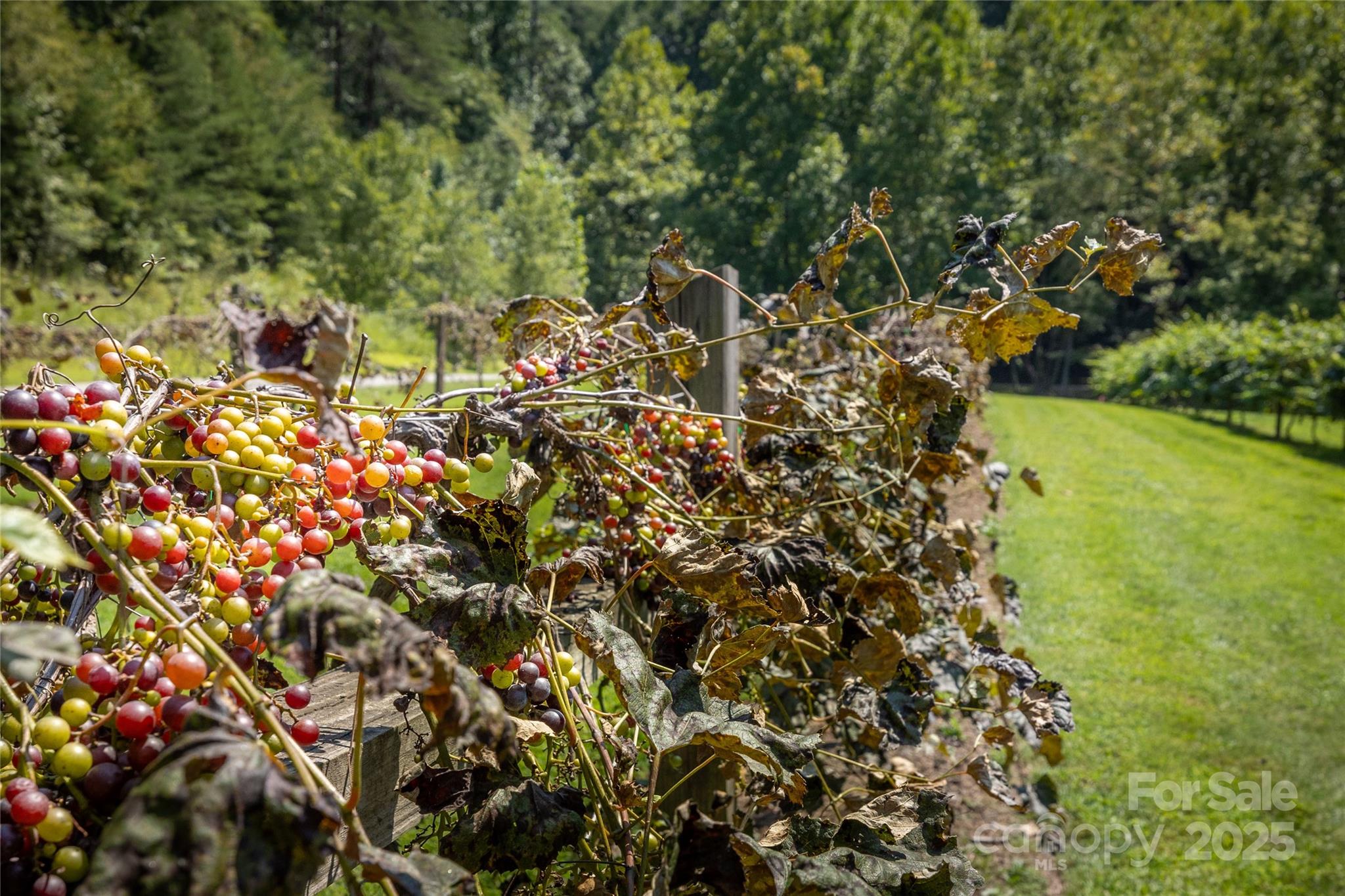 The Coves Mountain River Club - Land