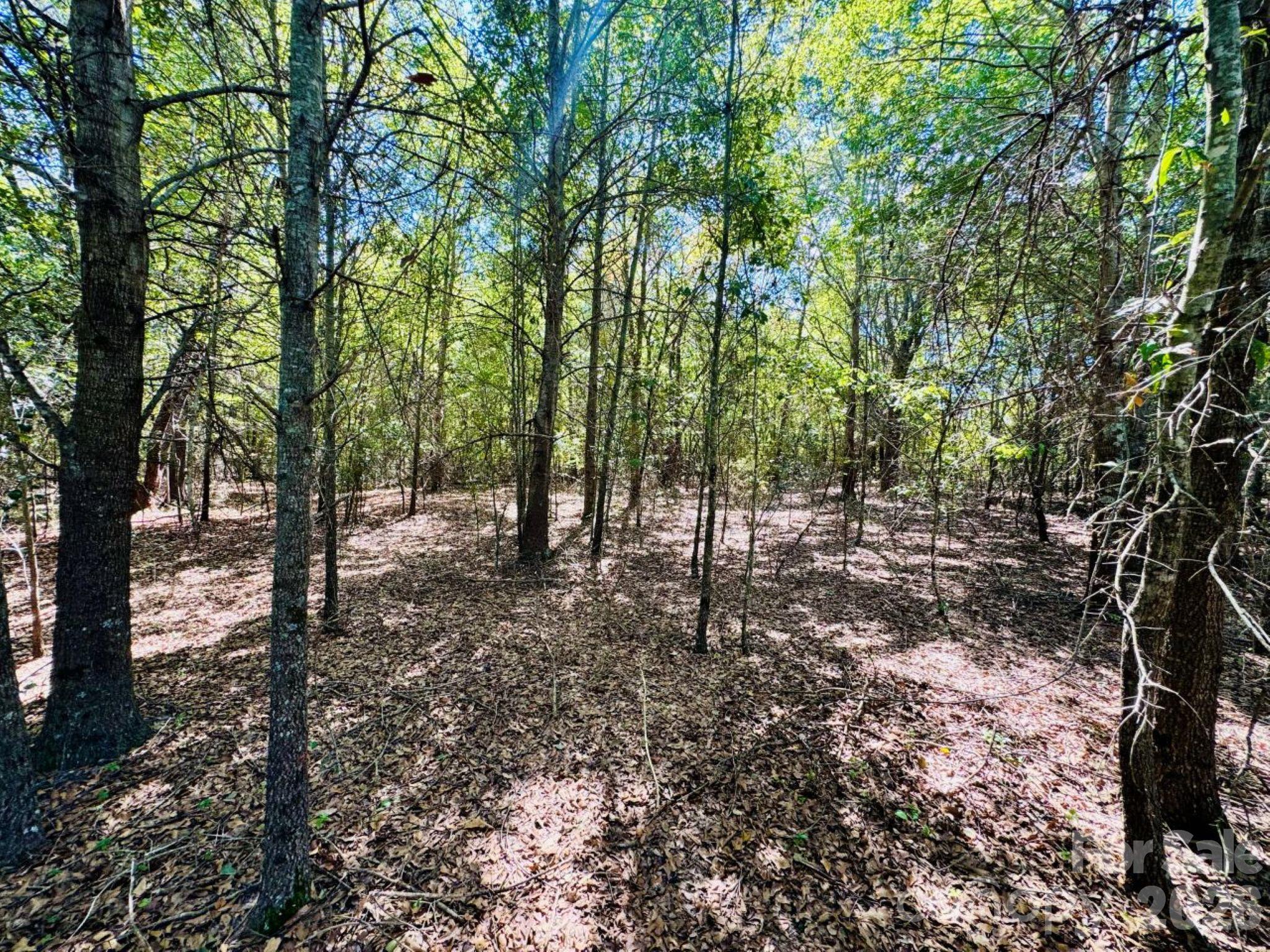 Lot 167 Brangus Lane