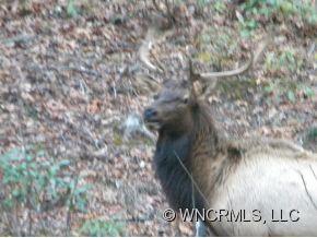 Preserves at Chestnut Flats - Land