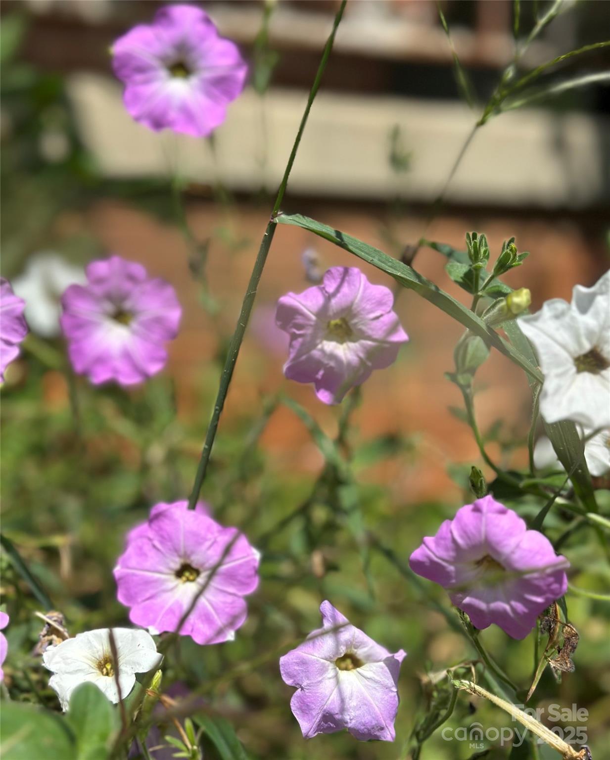 Granite Falls, North Carolina 28630, United States, 2 Bedrooms Bedrooms, ,2 BathroomsBathrooms,Residential,Active,199642