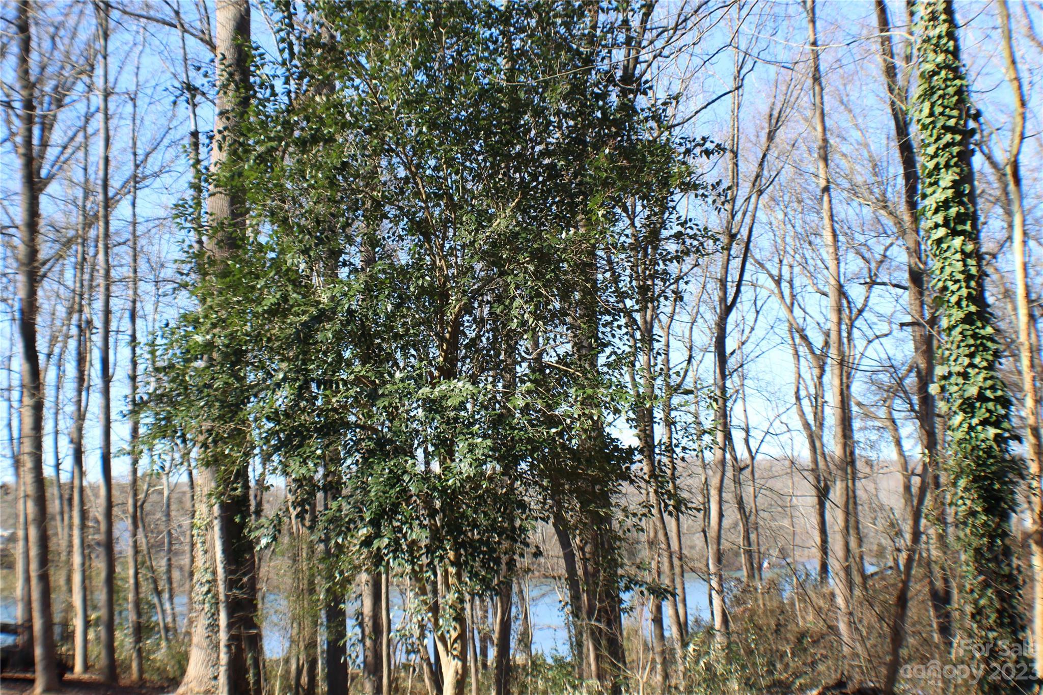 Providence Woods - Land