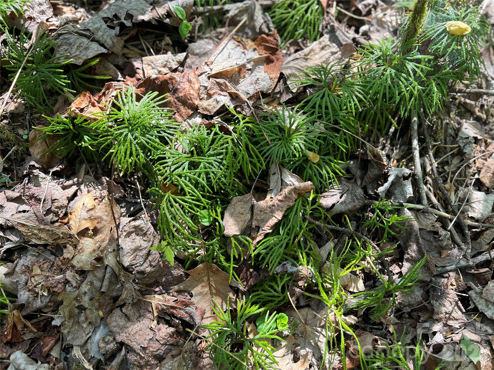 Lot# 34 Buckeye Creek Road 34