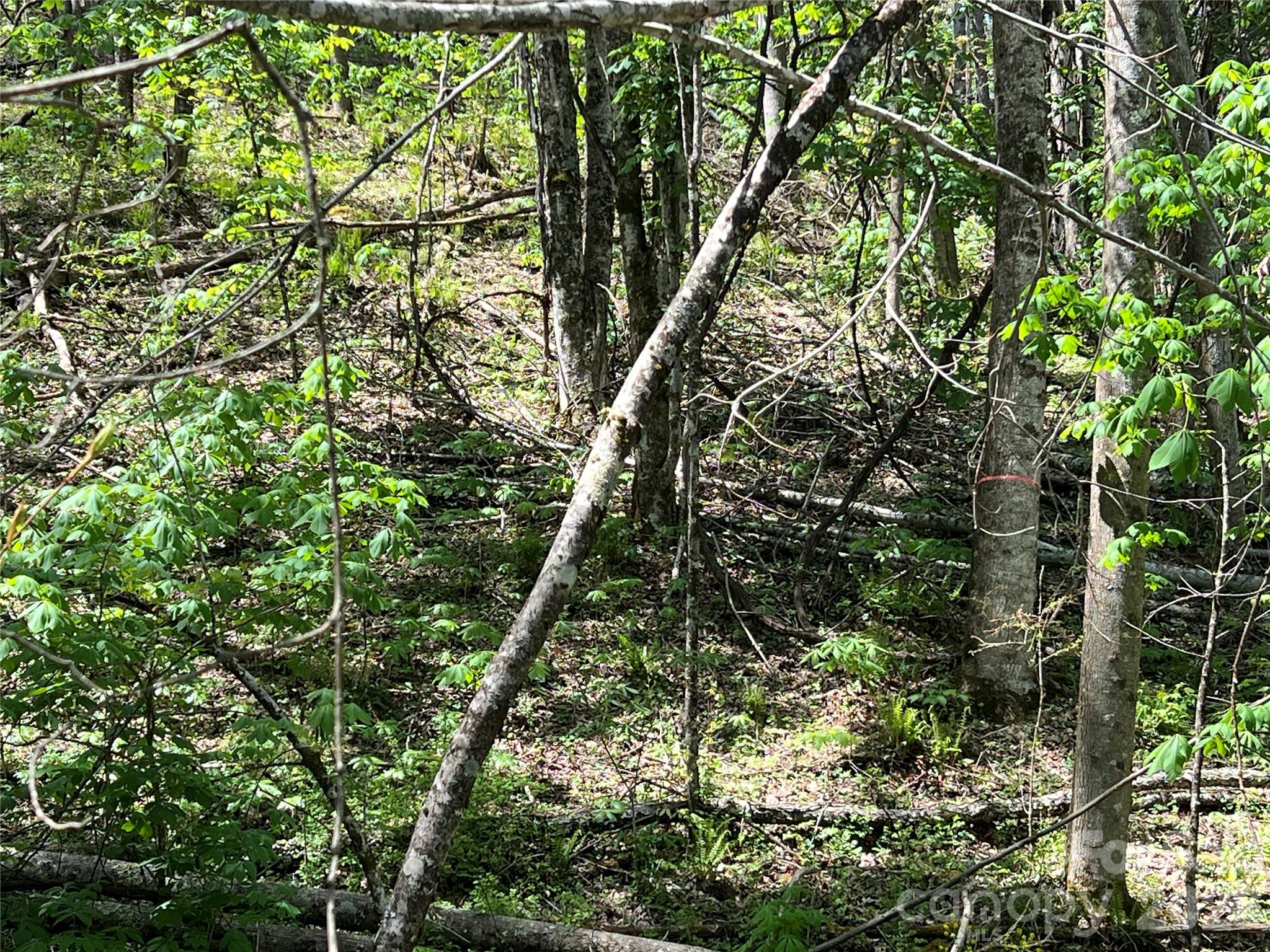 Westerly Hills - Land